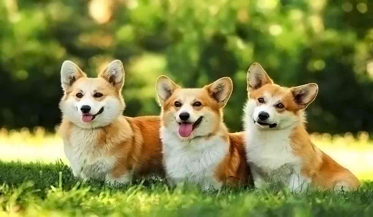 发电话软件app